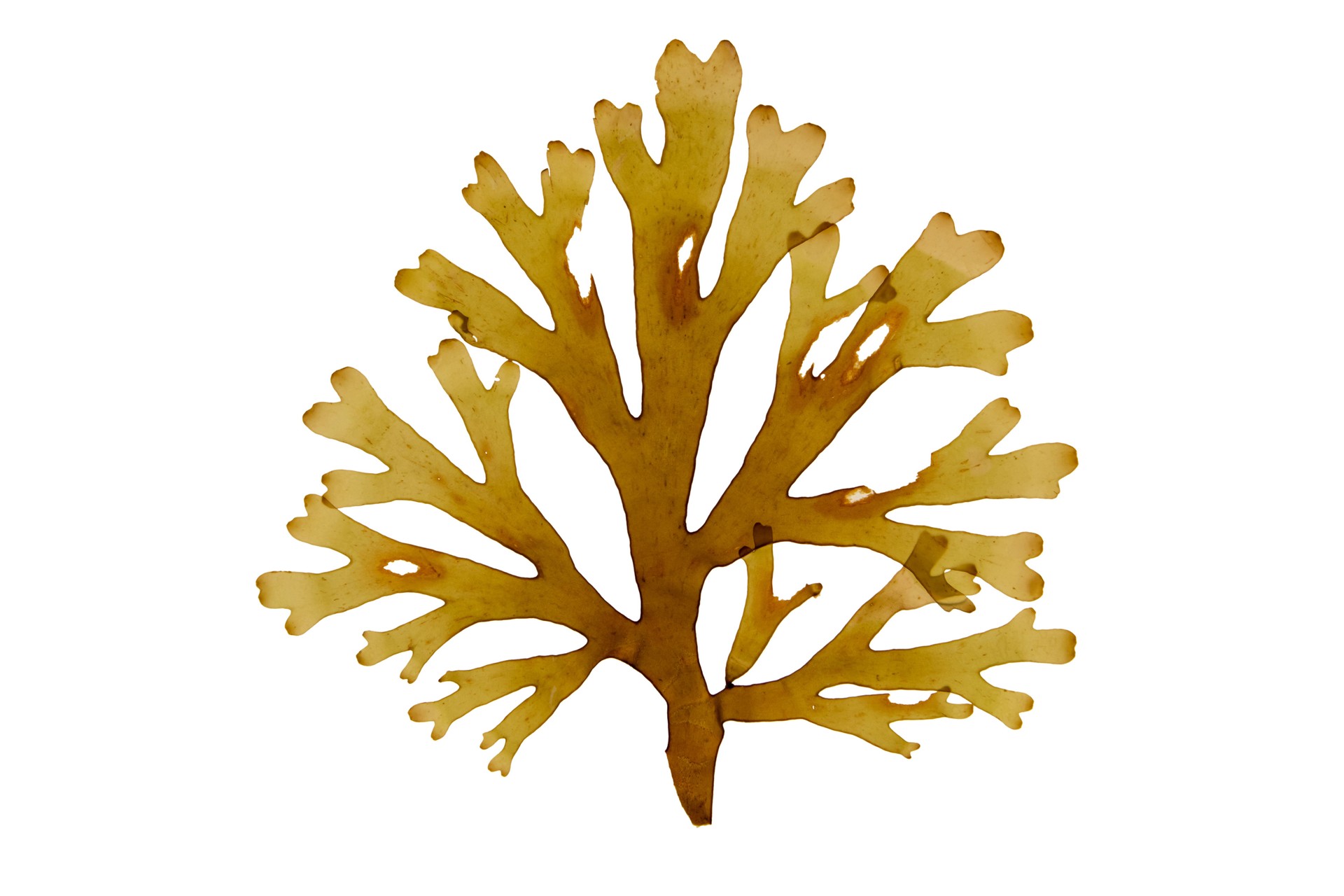 Forkweed or dictyota dichotoma brown algae isolated on white.